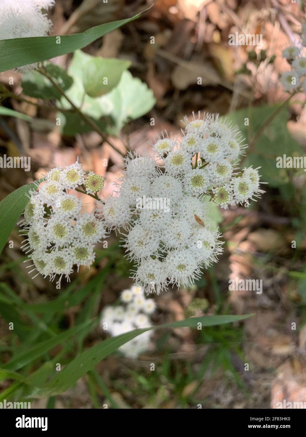 A closeup of Ageratina adenophora or Crofton weed plant with white flowers Stock Photo