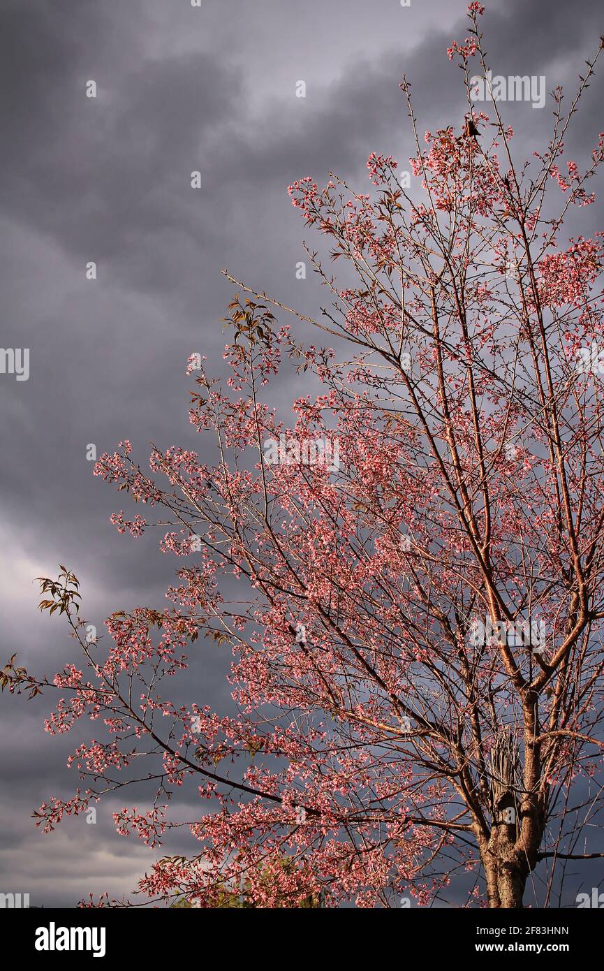 Blooming Prunus cerasoides tree in afternoon sunlight and cloudy sky background Stock Photo