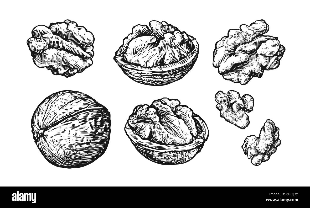 Walnut nut seed vector. Isolated on white background. Walnut food  ingredient. Engraved hand drawn illustration in retro vintage Stock Vector  Image & Art - Alamy