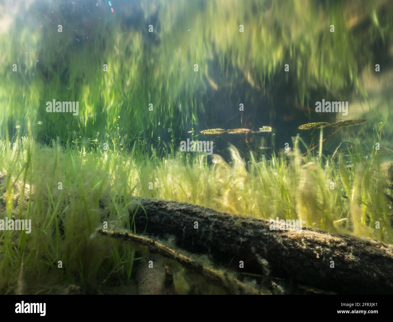 Bur-reed water plants moving in shallow shore water Stock Photo