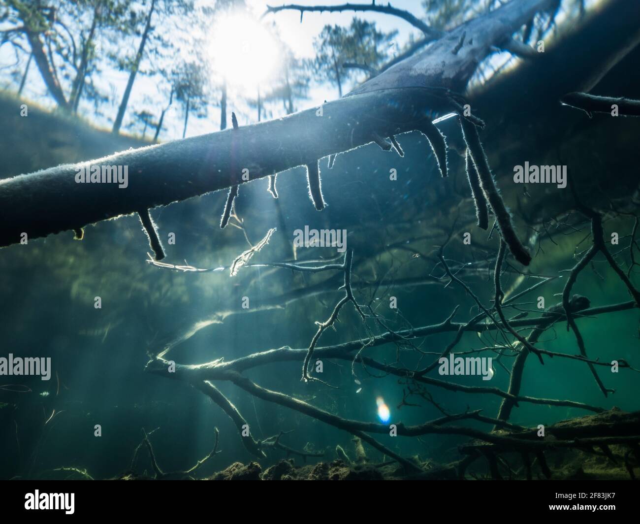 Long exposure underwater view of branches of fallen trees in shore water Stock Photo Alamy