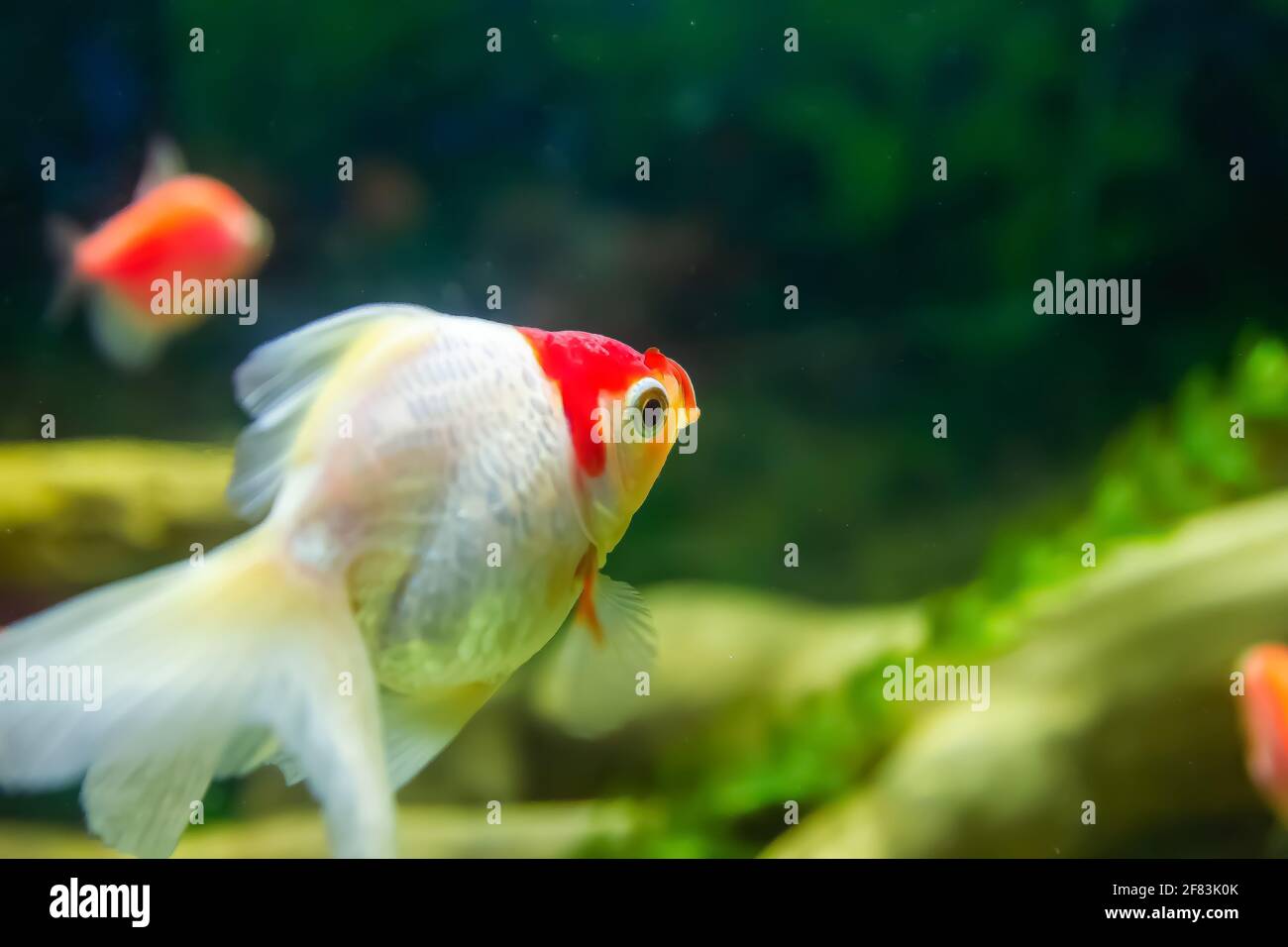 fish in aquarium, aquarium with fish, fish swimming in aquarium Stock Photo