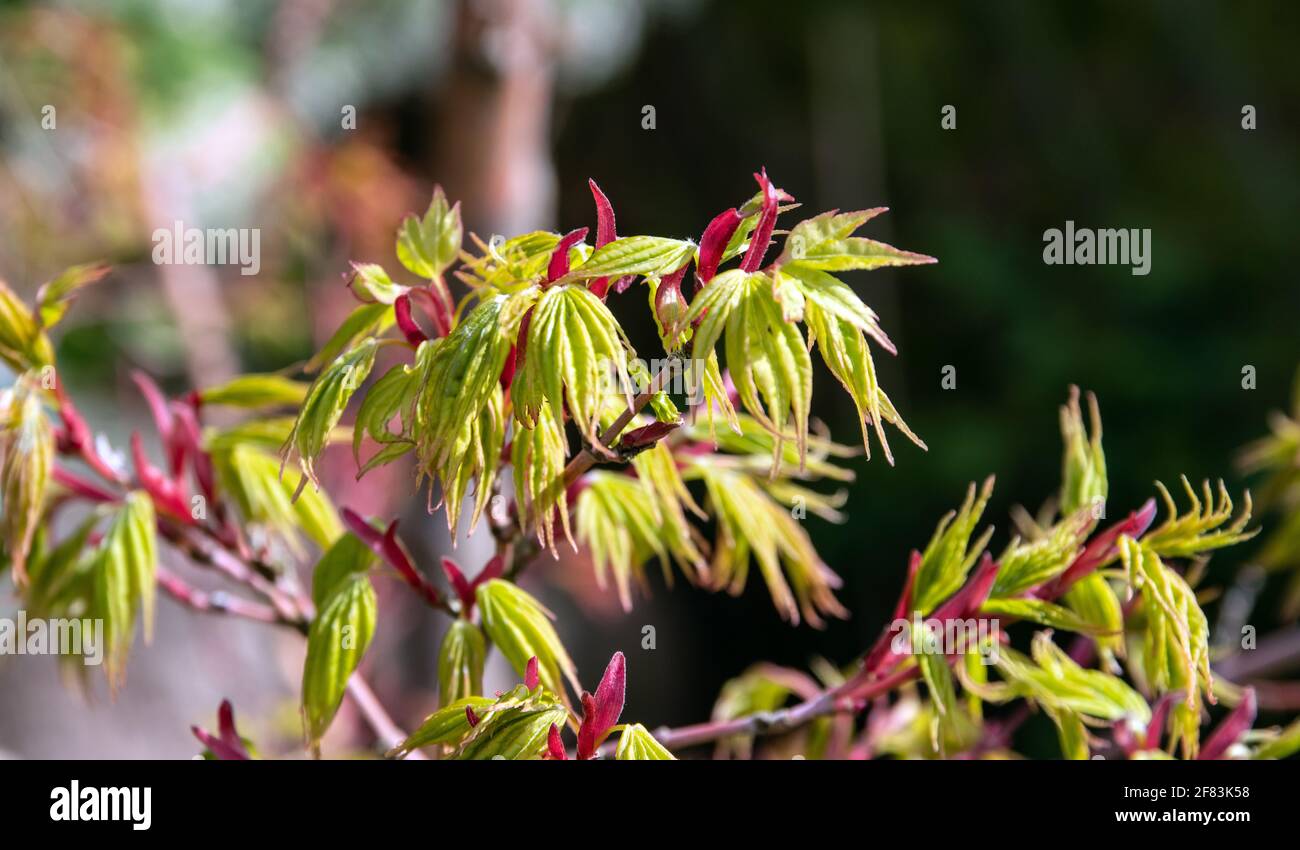 Acer palmatum 'Sango-kaku' emerging leaves Stock Photo