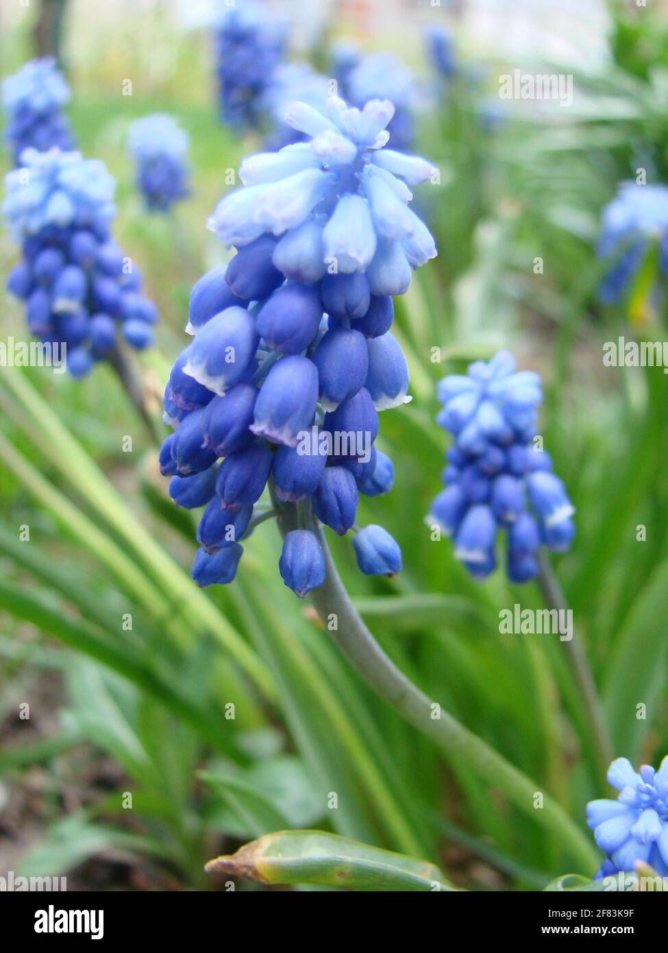 Blue Muscari, sort Ocean Magic, Armeniacum Viola. Many muscari blue flowers in green. Spring muscari hyacinth flowers. Beautiful Blue spring holiday n Stock Photo