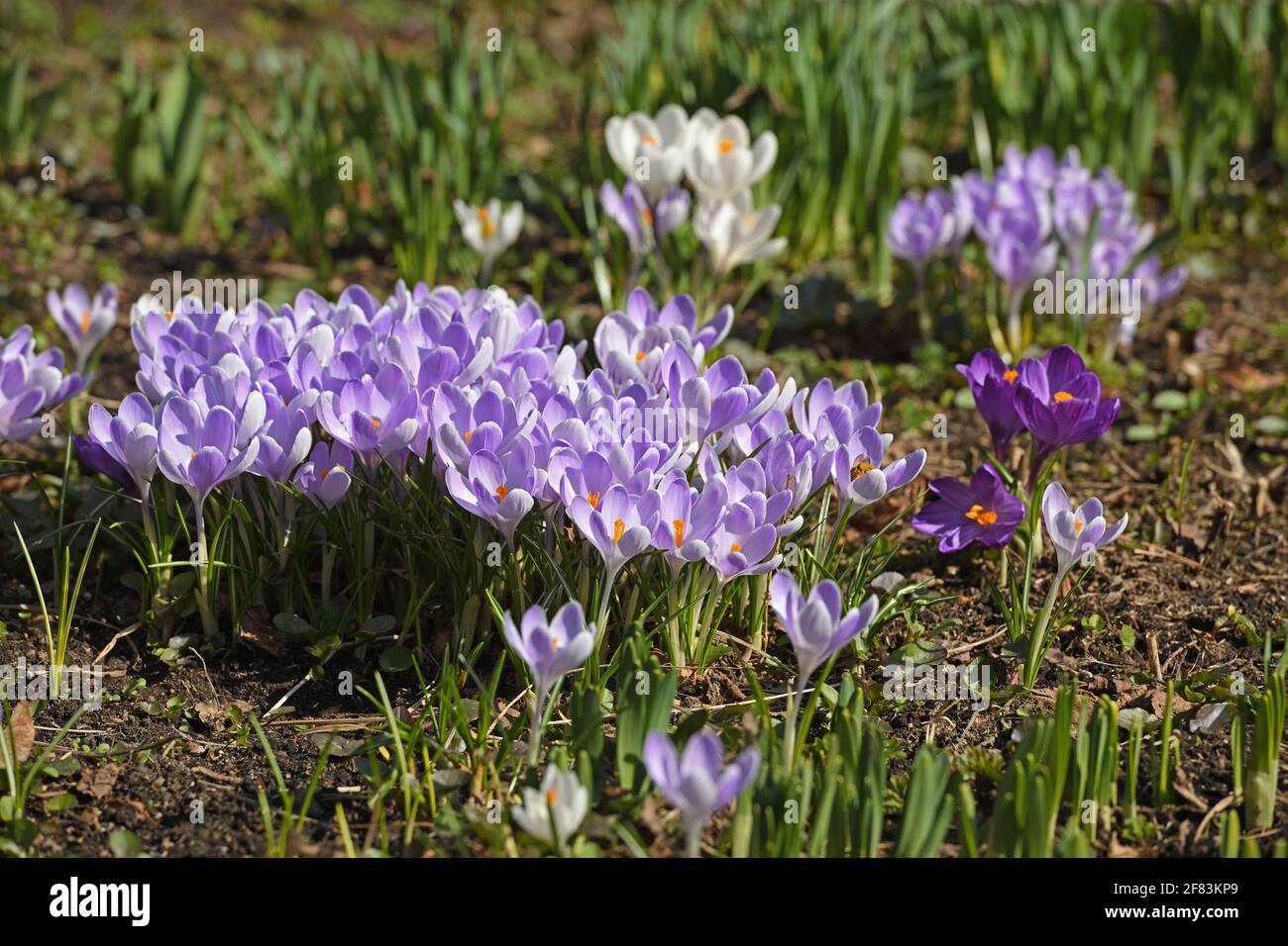 First spring flowers. Crocus vernus (Spring Crocus, Giant Crocus) in April Stock Photo