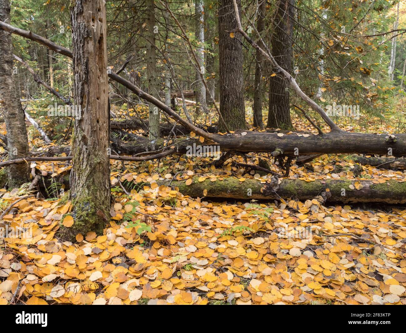 Fallen yellow leaves of aspen on the ground in natural forest Stock ...