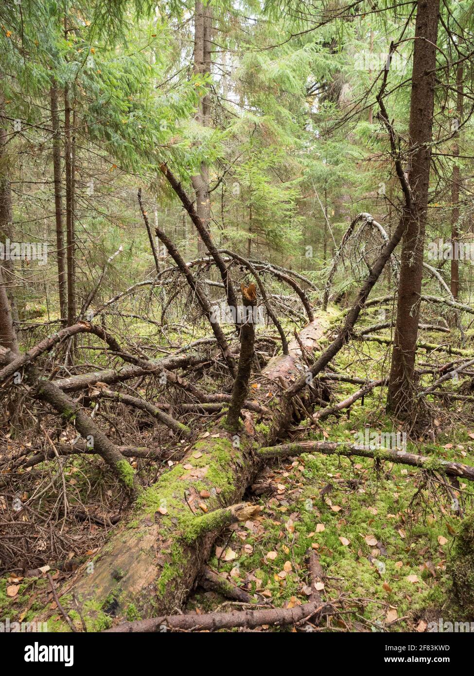 Fallen rotting spruce tree in coniferous forest Stock Photo Alamy