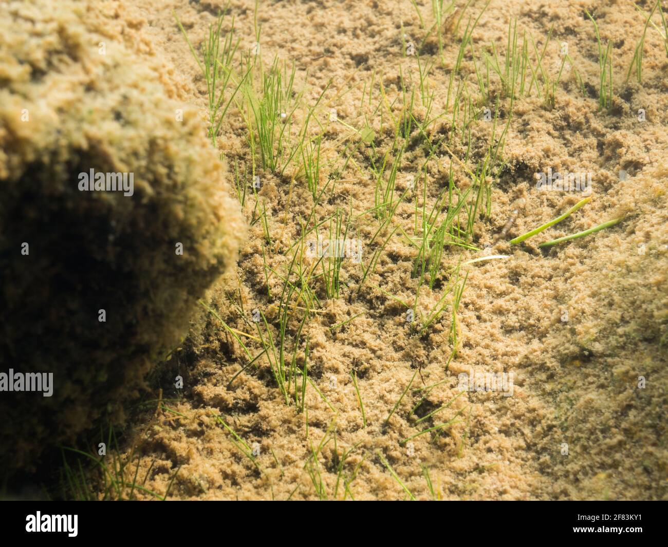 Needle spikerush aquatic plant growing on muddy gravel Stock Photo