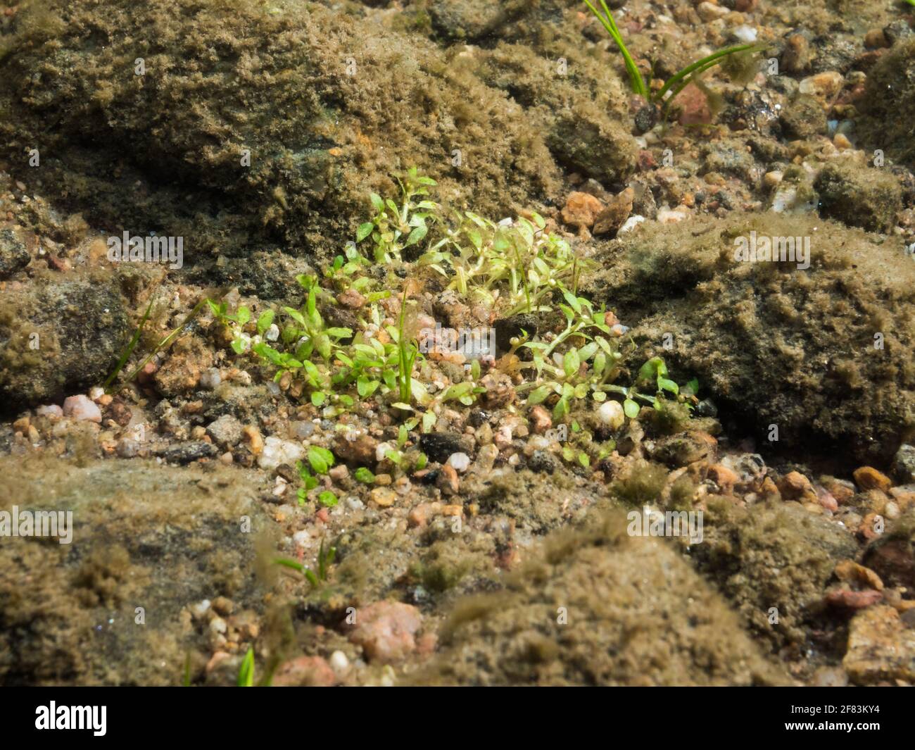 Waterwort aquatic plant growing on gravel bottom Stock Photo