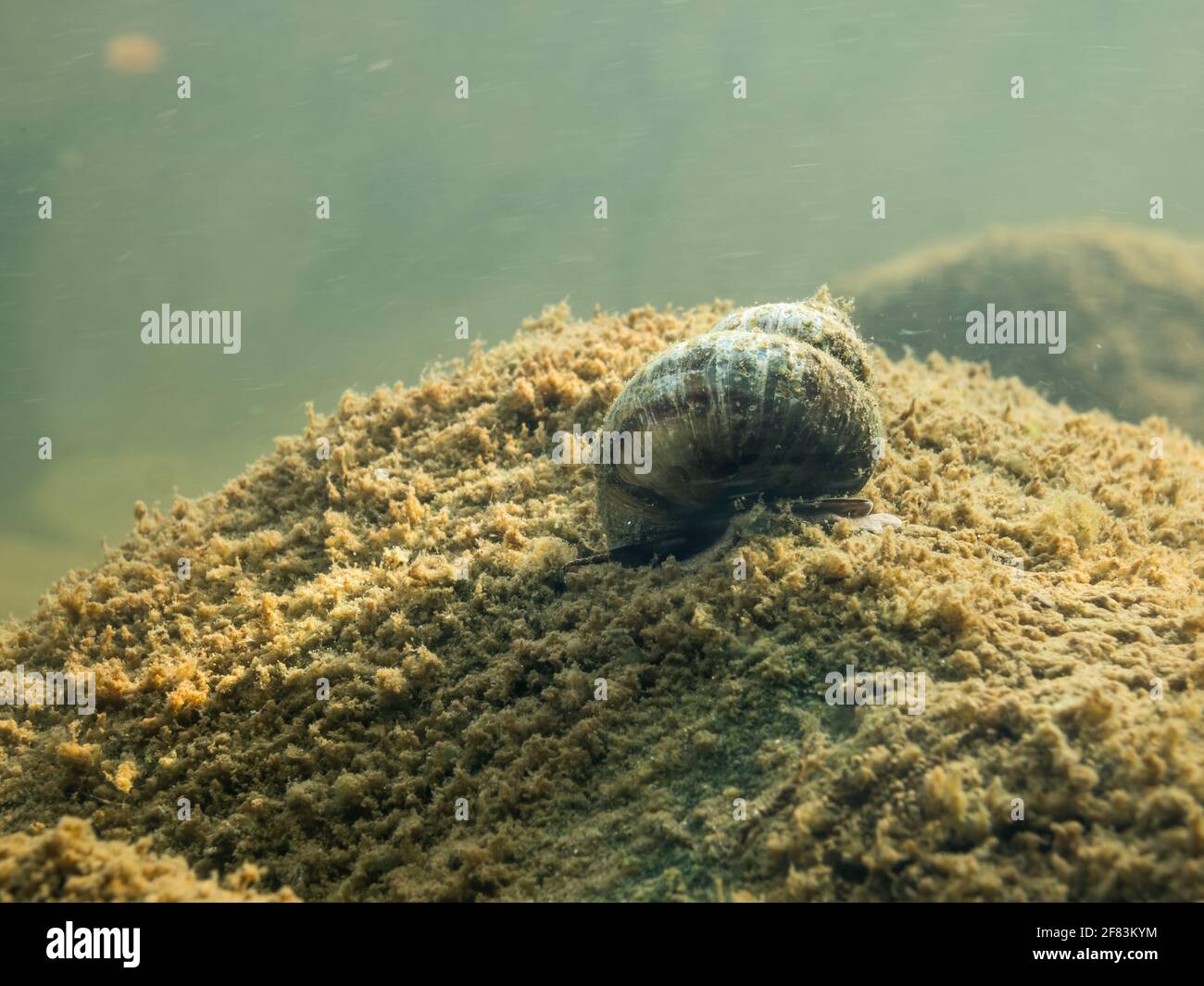 Freshwater snail crawling over stone on lake bottom Stock Photo
