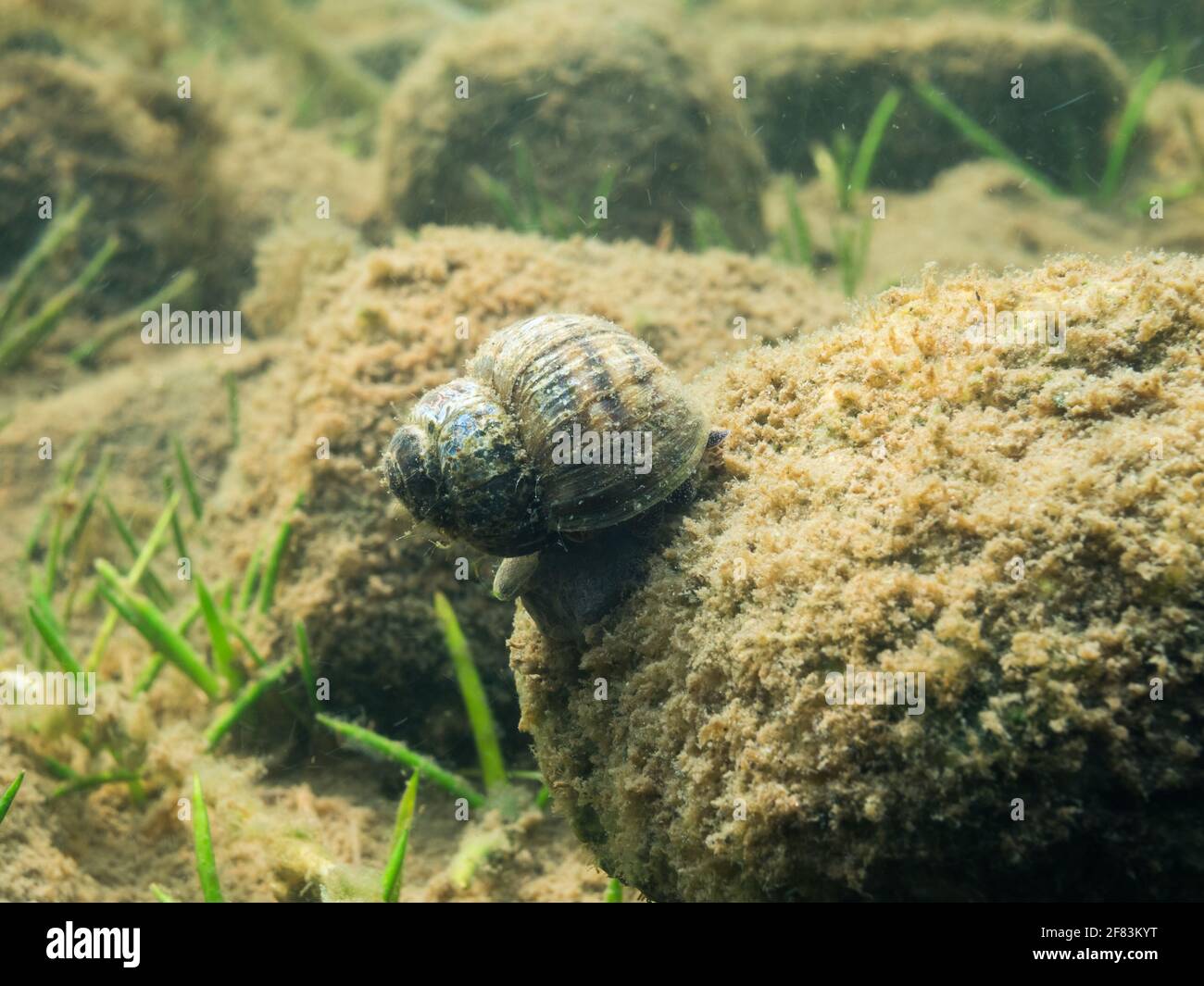 Viviparus freshwater snail with worn out shell crawling over stone on lake bottom Stock Photo