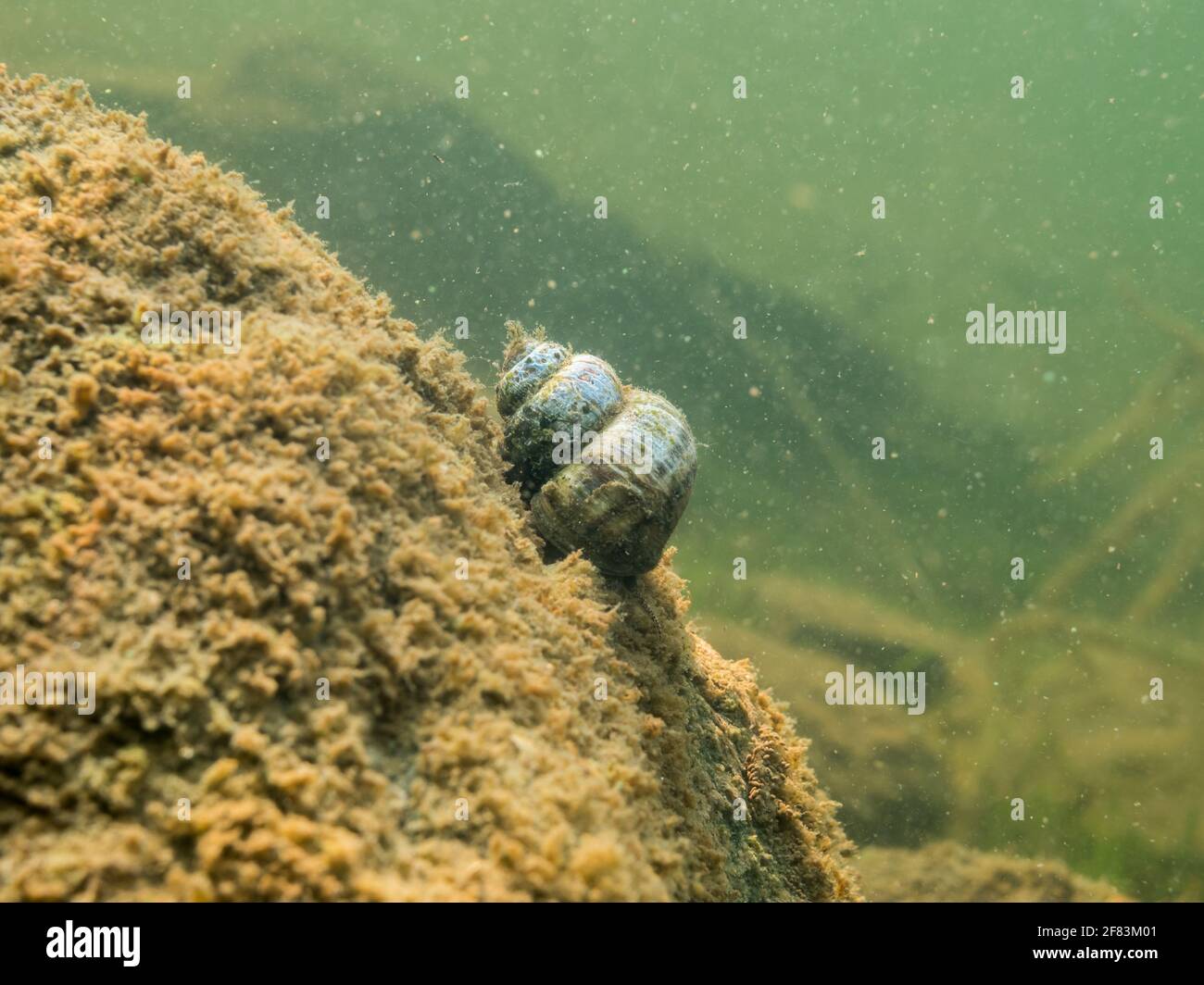 Viviparus freshwater snail with worn out shell crawling over stone on lake bottom Stock Photo