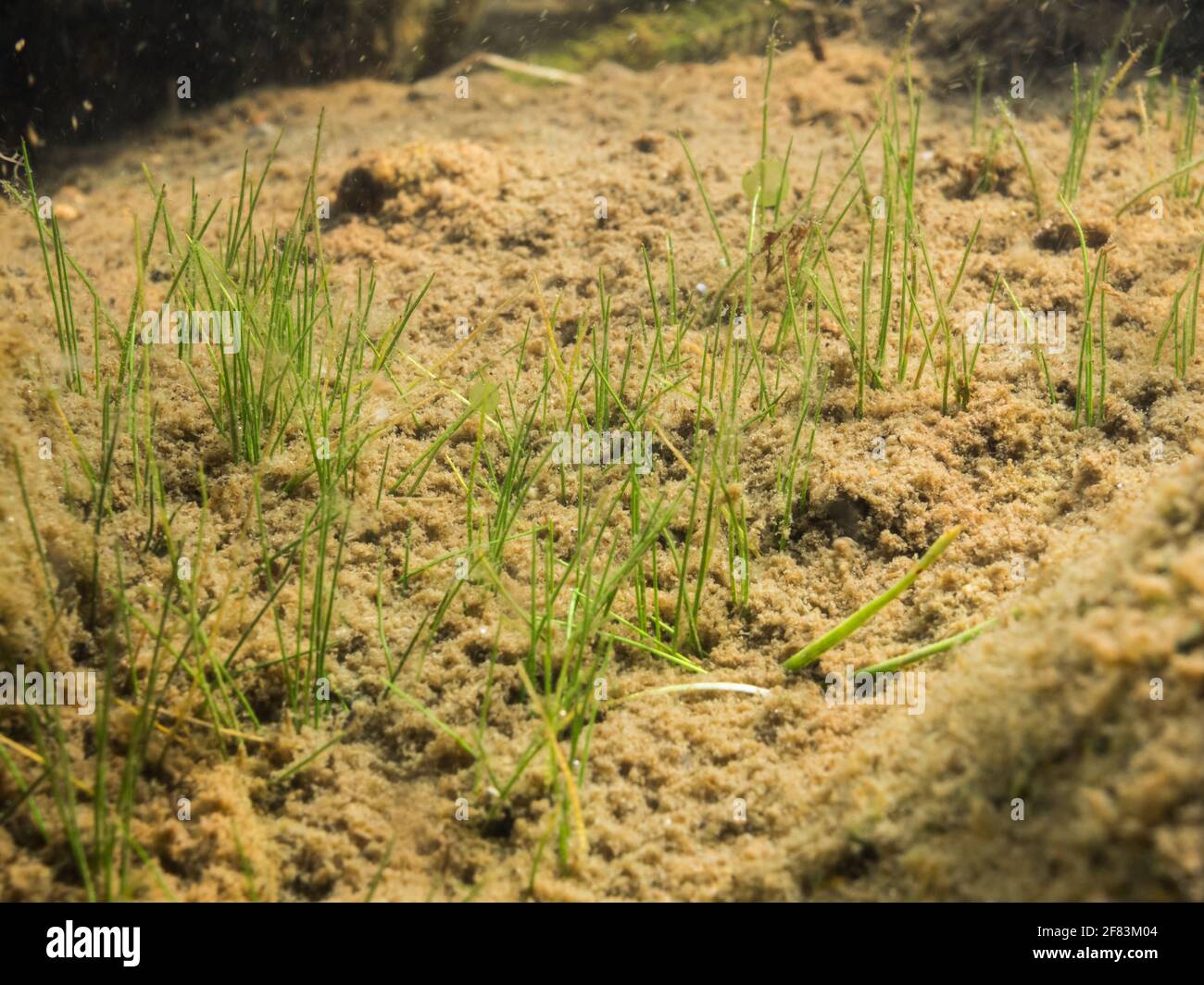 Needle spikerush aquatic plant growing on muddy gravel Stock Photo