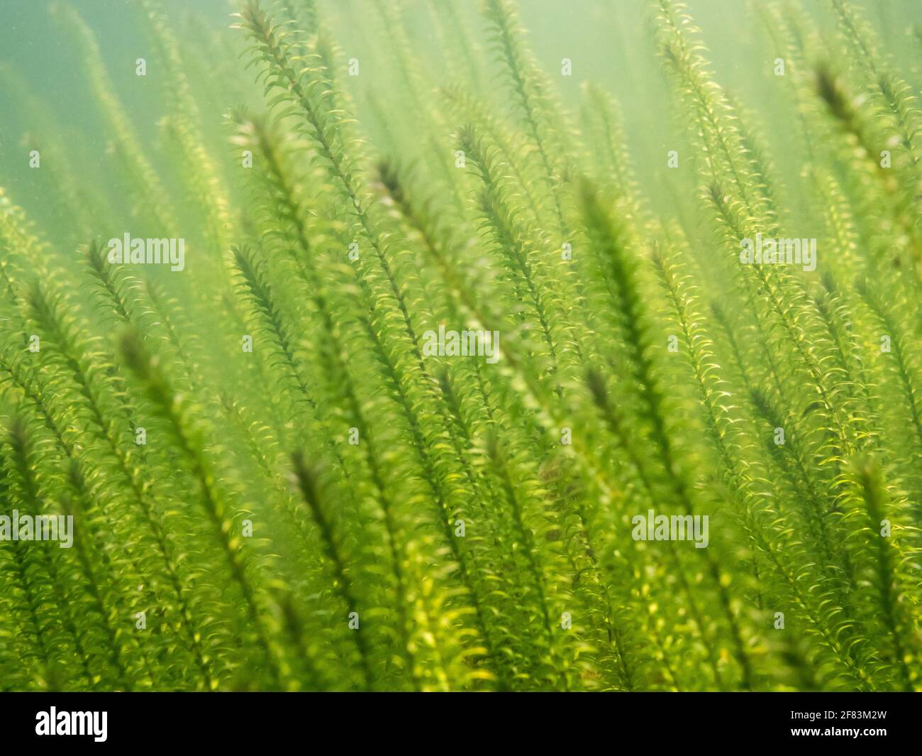 Dense sprouts of Canadian waterweed underwater in lake Stock Photo