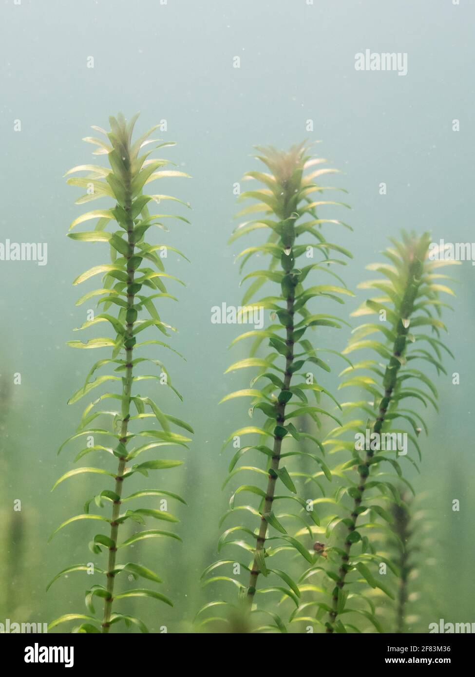 Close-up underwater view of Canadian waterweed sprouts Stock Photo