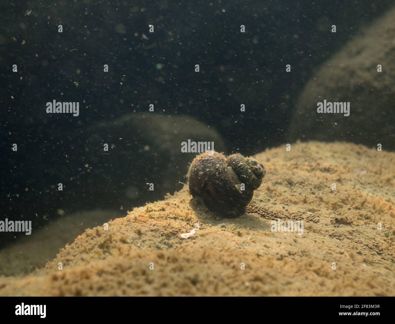 Viviparus freshwater snail crawling over stone on lake bottom Stock Photo