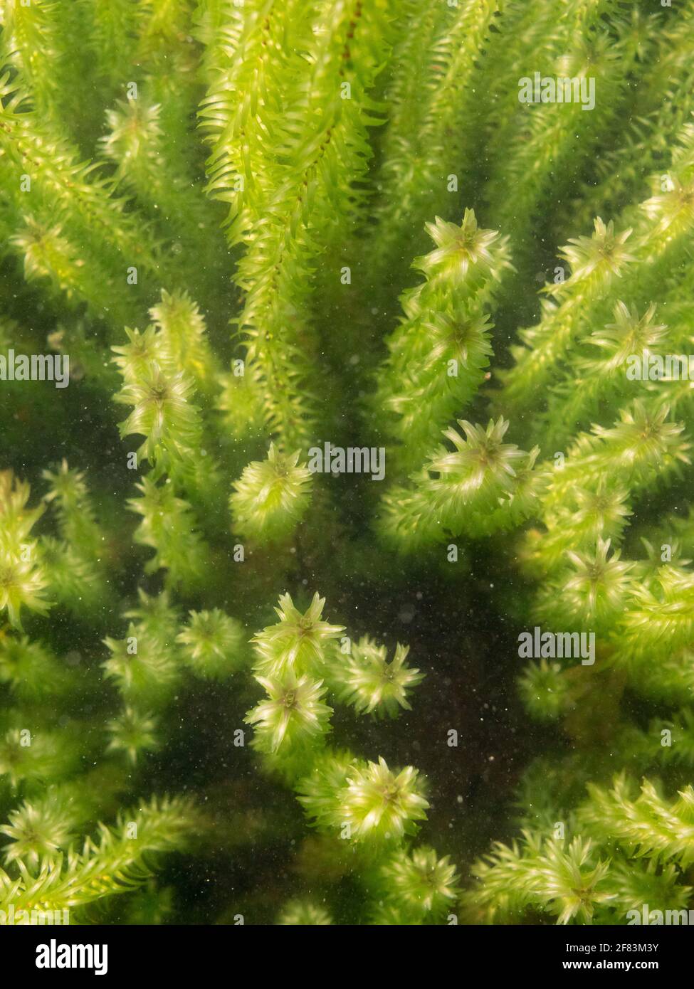 Overhead view of Canadian waterweed sprouts underwater in lake Stock Photo