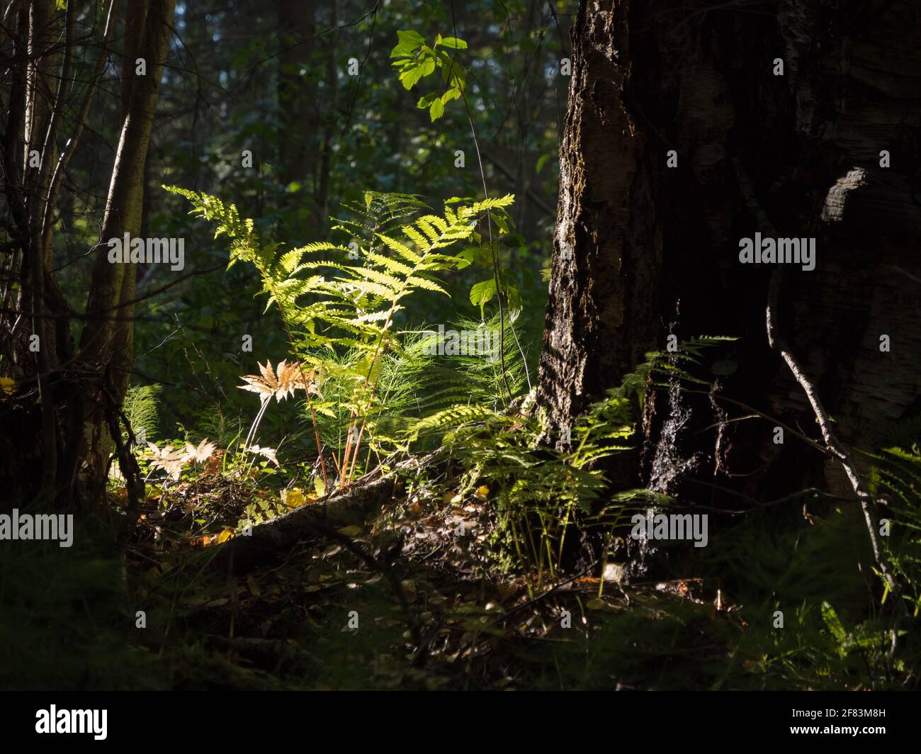 Lady fern growing by old tree in deciduous forest Stock Photo