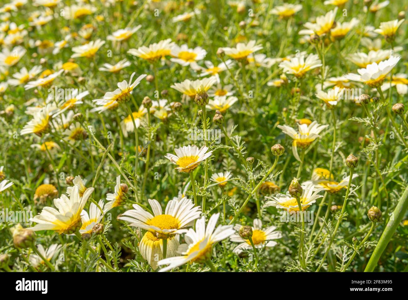 Field of wild white Mediterranean daisies (Argyranthemum frutescens) on a sunny morning with insects Stock Photo