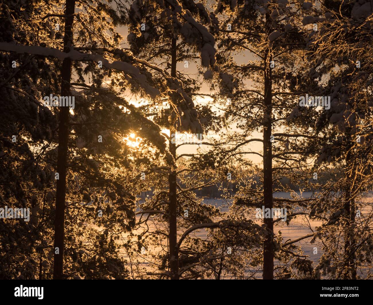 Snowy pine trees hi-res stock photography and images - Alamy