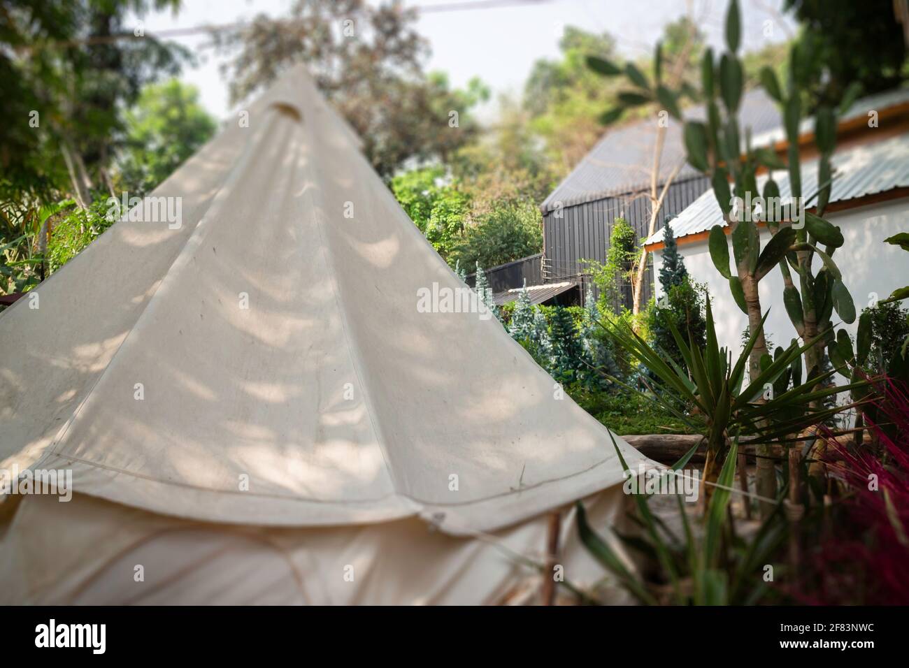 Lush tropical garden with assorted plants and flowers, stock photo ...