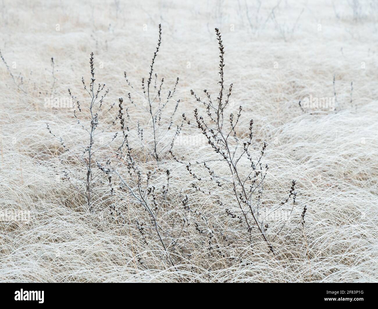 Frosty marsh lousewort plant at flood meadow in early winter Stock Photo