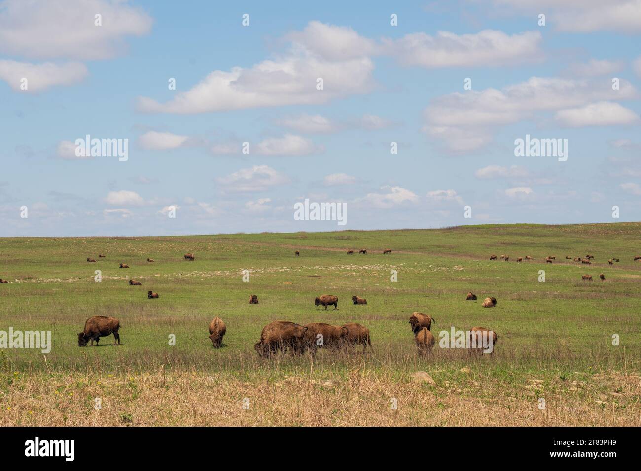 Bison at the Tall Grass Prairie Bison Preserve in Pawhuska, Oklahoma Stock Photo