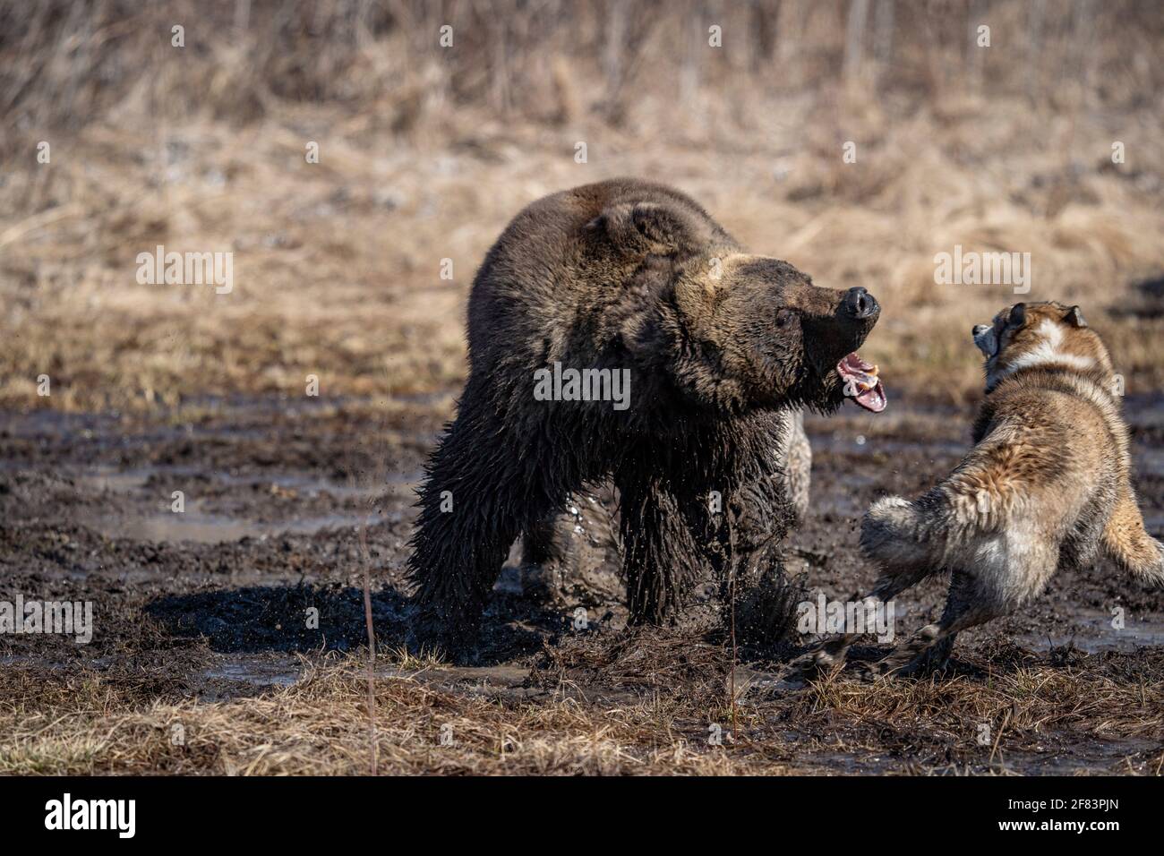 bear and dog . the dog attacks and bites the bear Stock Photo Alamy