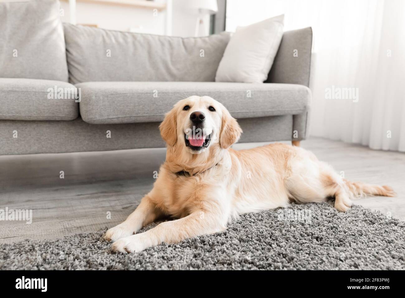 Portrait of cute dog lying on the floor Stock Photo - Alamy