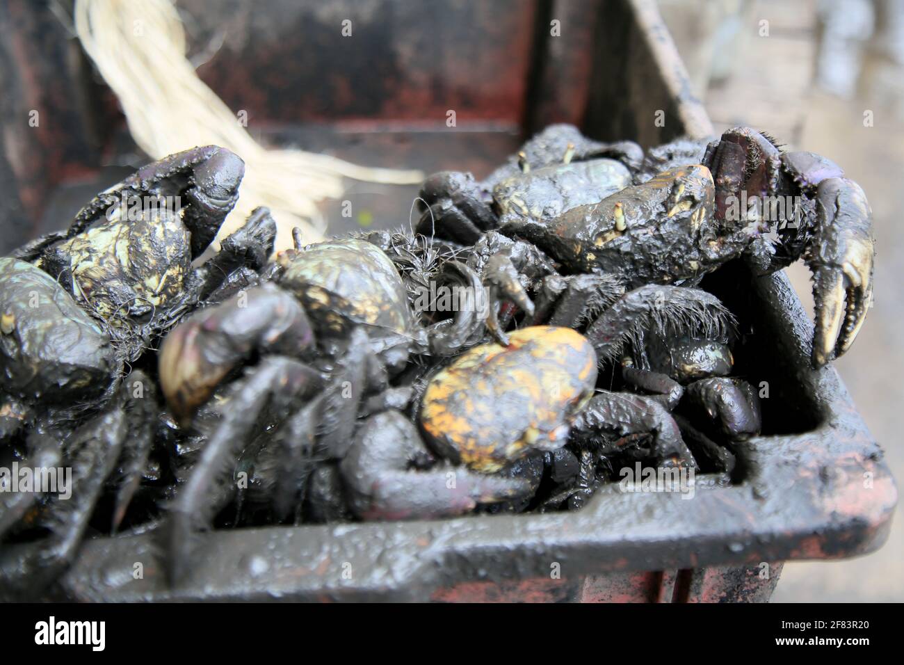 salvador, bahia, brazil - january 19, 2021: uca crab - Ucides cordatus - is seen for sale at the Sao Joaquim fair in the city of Salvador. Stock Photo