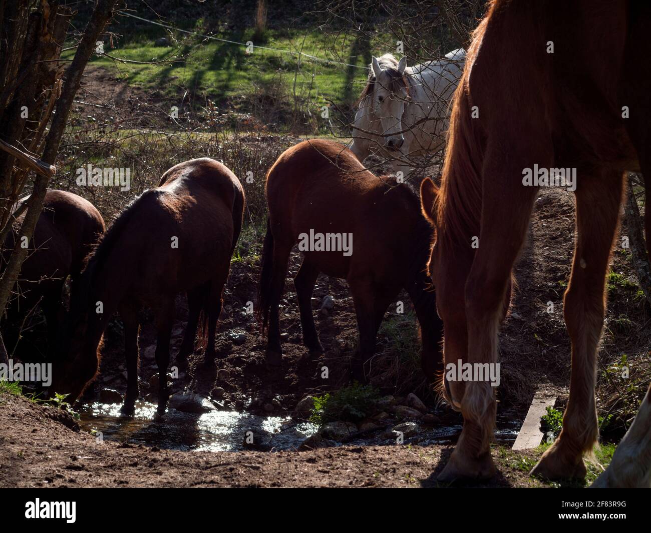 Horse drinking water from stream hires stock photography and images Alamy