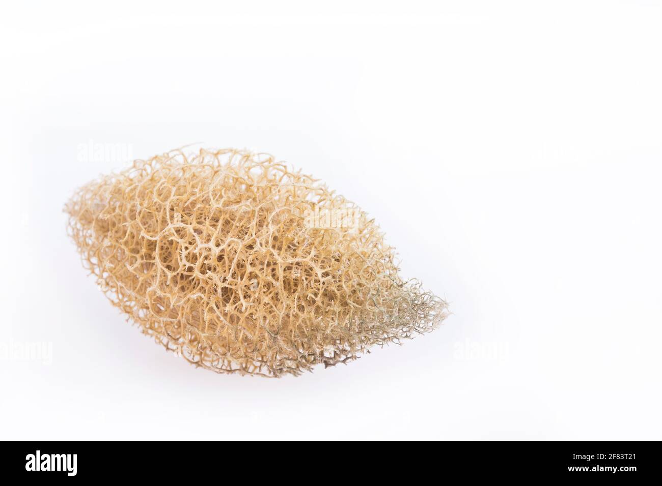 Vegetable sponge - Luffa operculata Stock Photo