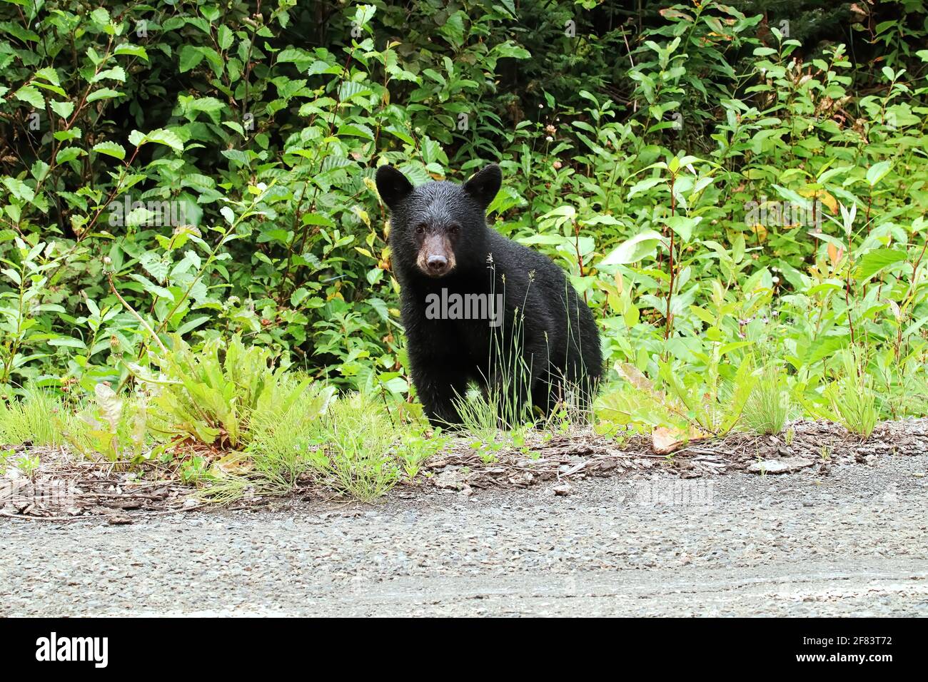 Baby black bear hi-res stock photography and images - Alamy