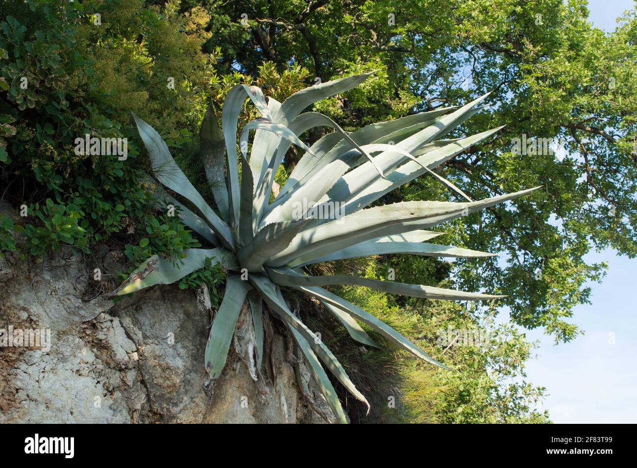 Big gray-green agave plant, Agave americana, on the edge of the rock surrounded with green vegetation, in Kvarner coastal area, Croatia Stock Photo