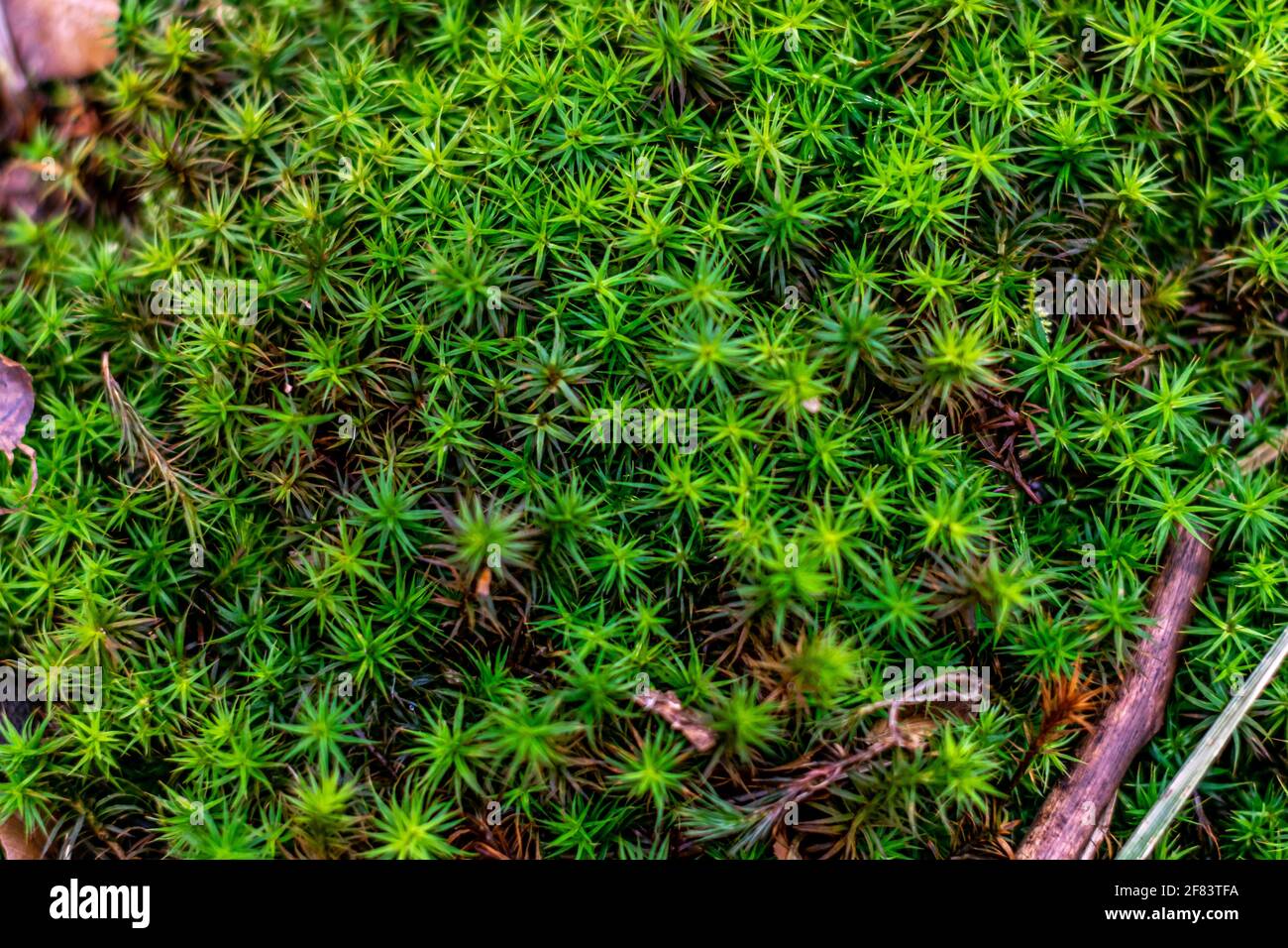 A top view of a peat moss (Sphagnum) plant Stock Photo Alamy