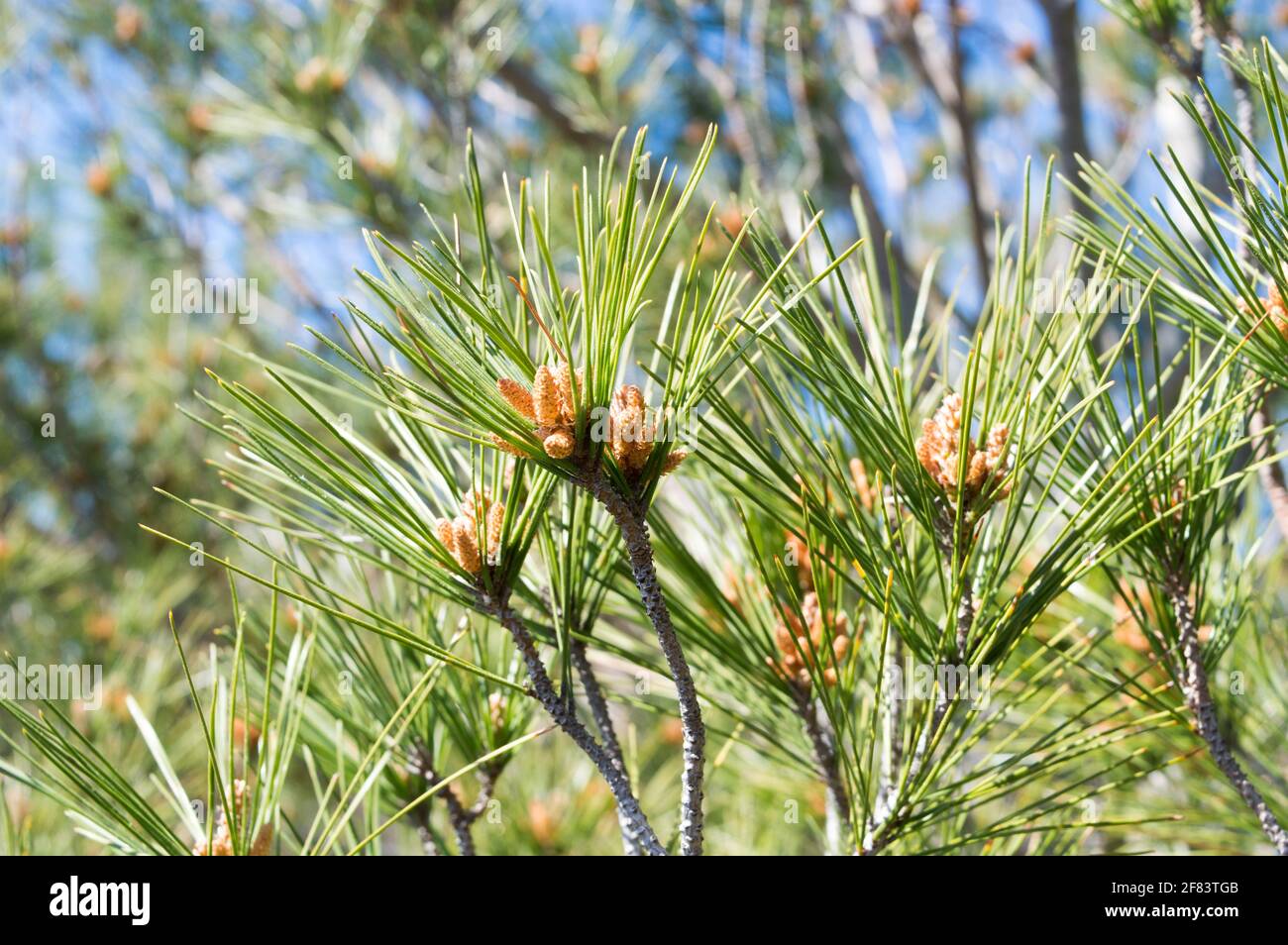 Young branches of aleppo pine tree, Pinus halepensis, with buds and needle-like leaves, during springtime, in Croatia, Dalmatia area Stock Photo