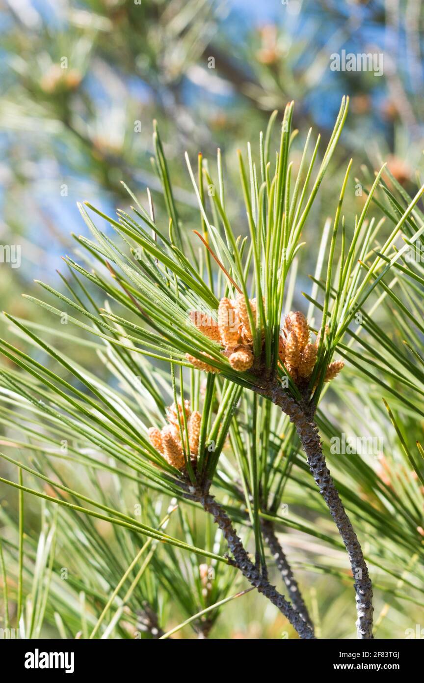 Young branches of aleppo pine tree, Pinus halepensis, with buds and needle-like leaves, during springtime, in Croatia, Dalmatia area Stock Photo