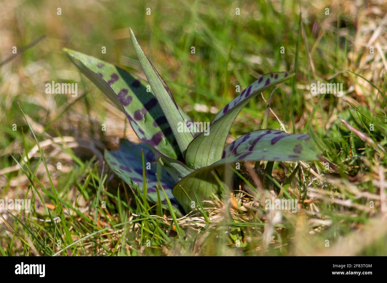 Common Spotted Orchid emerging in the Cotswold Hills before flowering Stock Photo