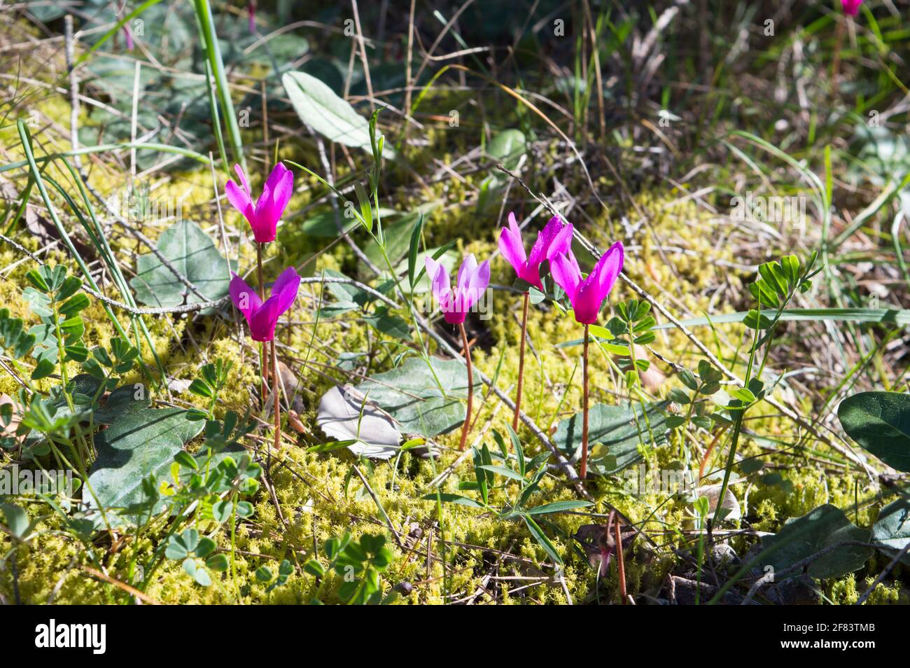 Cyclamen purpurascens, Alpine, European or purple cyclamen in the forest, growing on the moss, during springtime in Croatia Stock Photo