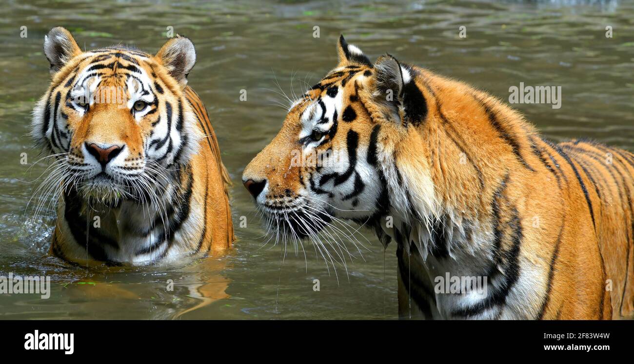 Siberian Tiger (Panthera tigris altaica) in water. Stock Photo