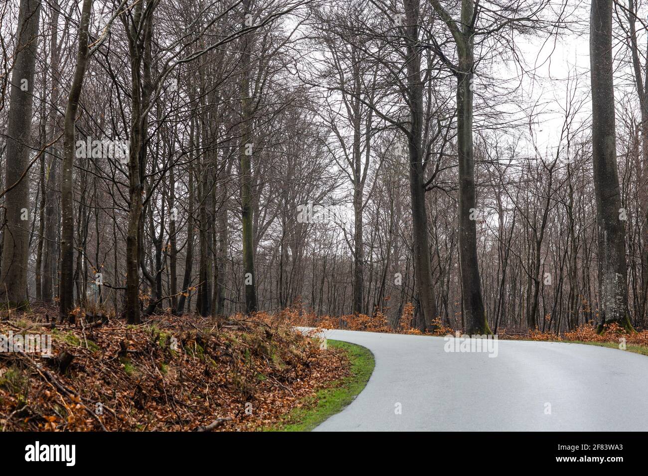 Withered folliage hi-res stock photography and images - Alamy