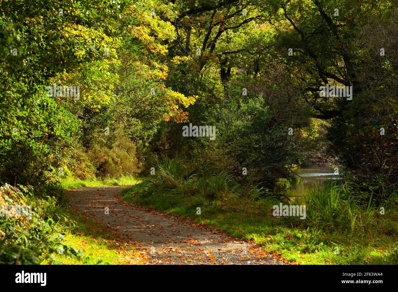 Glengarriff nature reserve and woodland on the Beara peninsula on the Wild Atlantic Way in West Cork in Ireland Stock Photo