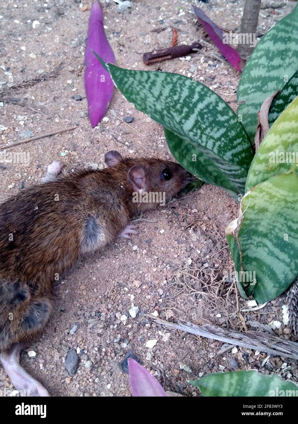 salvador, bahia, brazil - december 27, 2020: rat is seen in a garden in ...