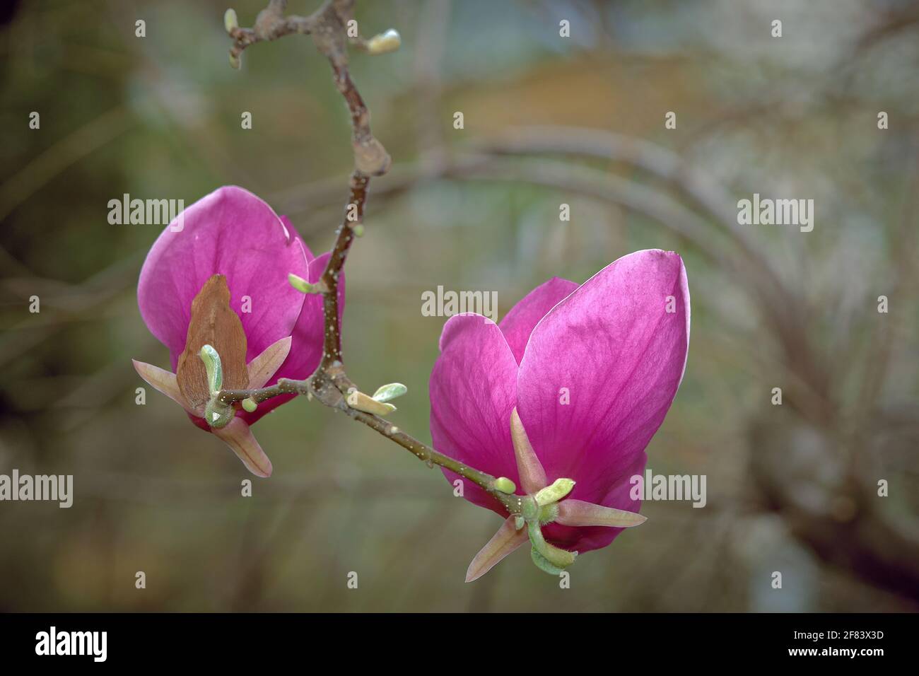 Magnolia Tree Trees High Resolution Stock Photography and Images - Alamy