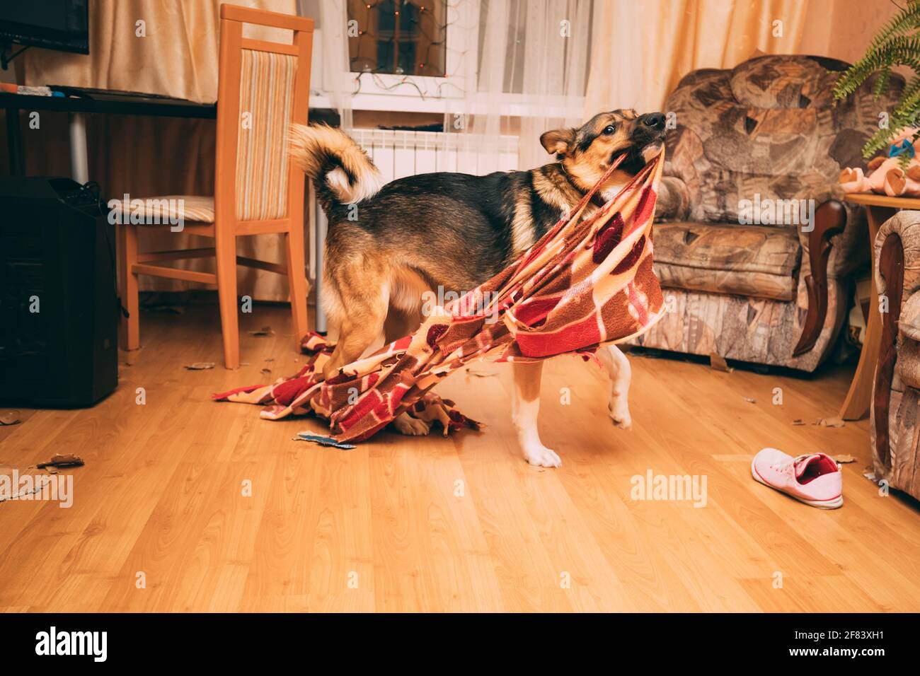 Funny Domestic Dog Tearing Apart A Blanket by Teeth. Disconcerted Dog by Mess In Apartment Scattered Things. Stock Photo