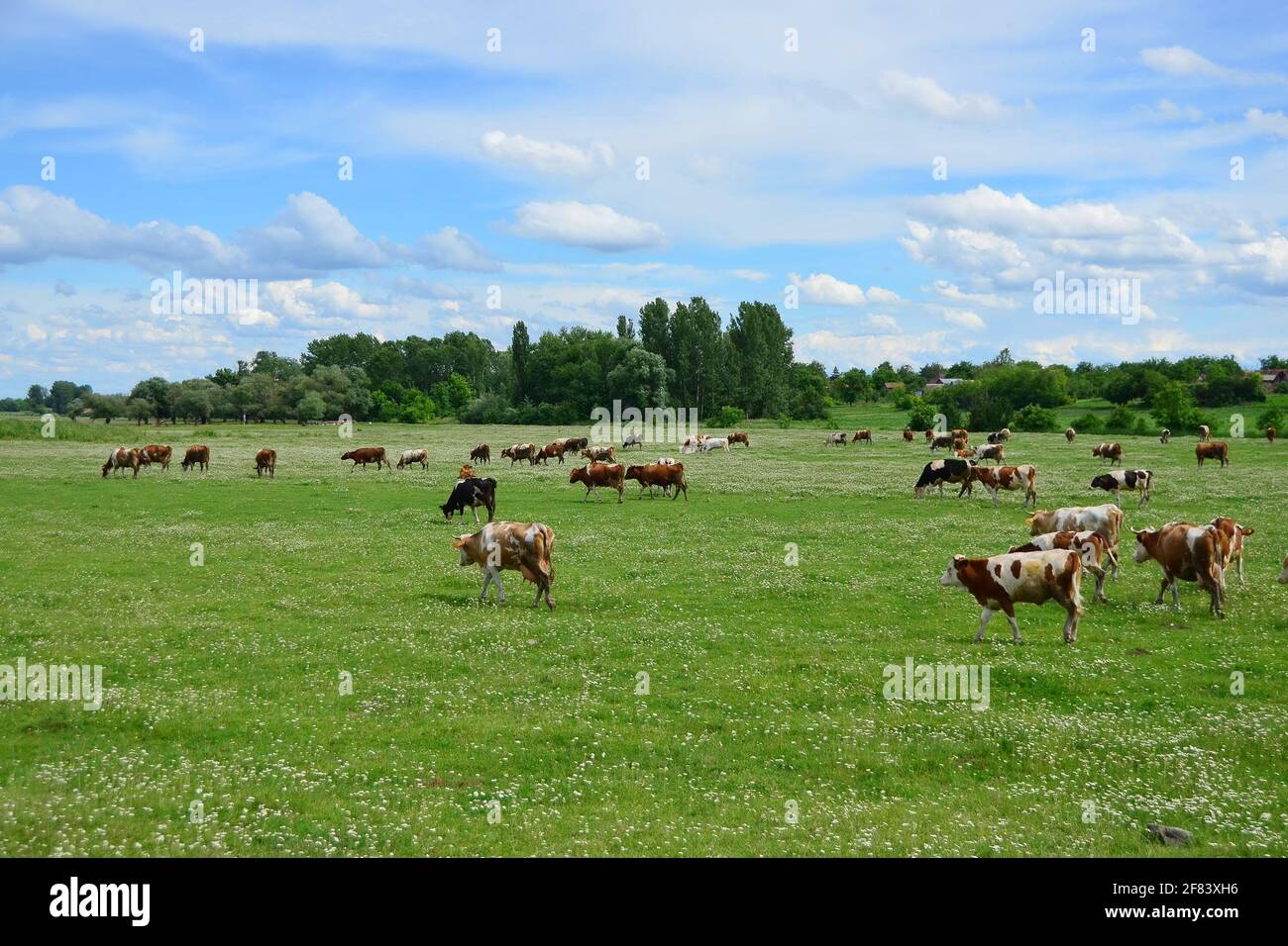 The cows in a green pasture blue cloudy sky Stock Photo - Alamy