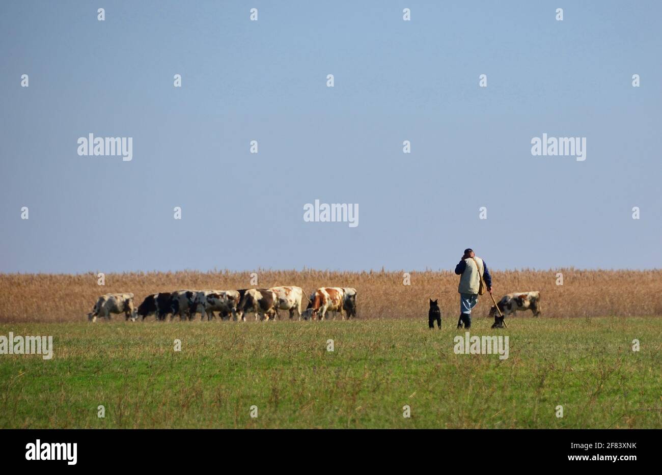 Image showcasing Landscape shepherd two cows hi-res stock photography and images - Alamy
