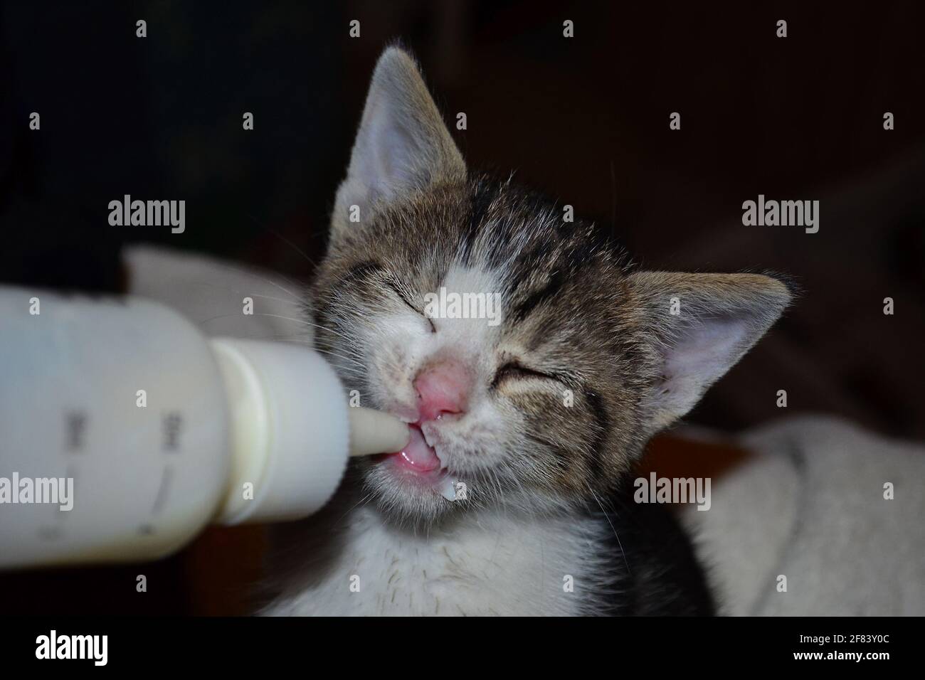 A feeding kitten with a nipple from the bottle Stock Photo Alamy