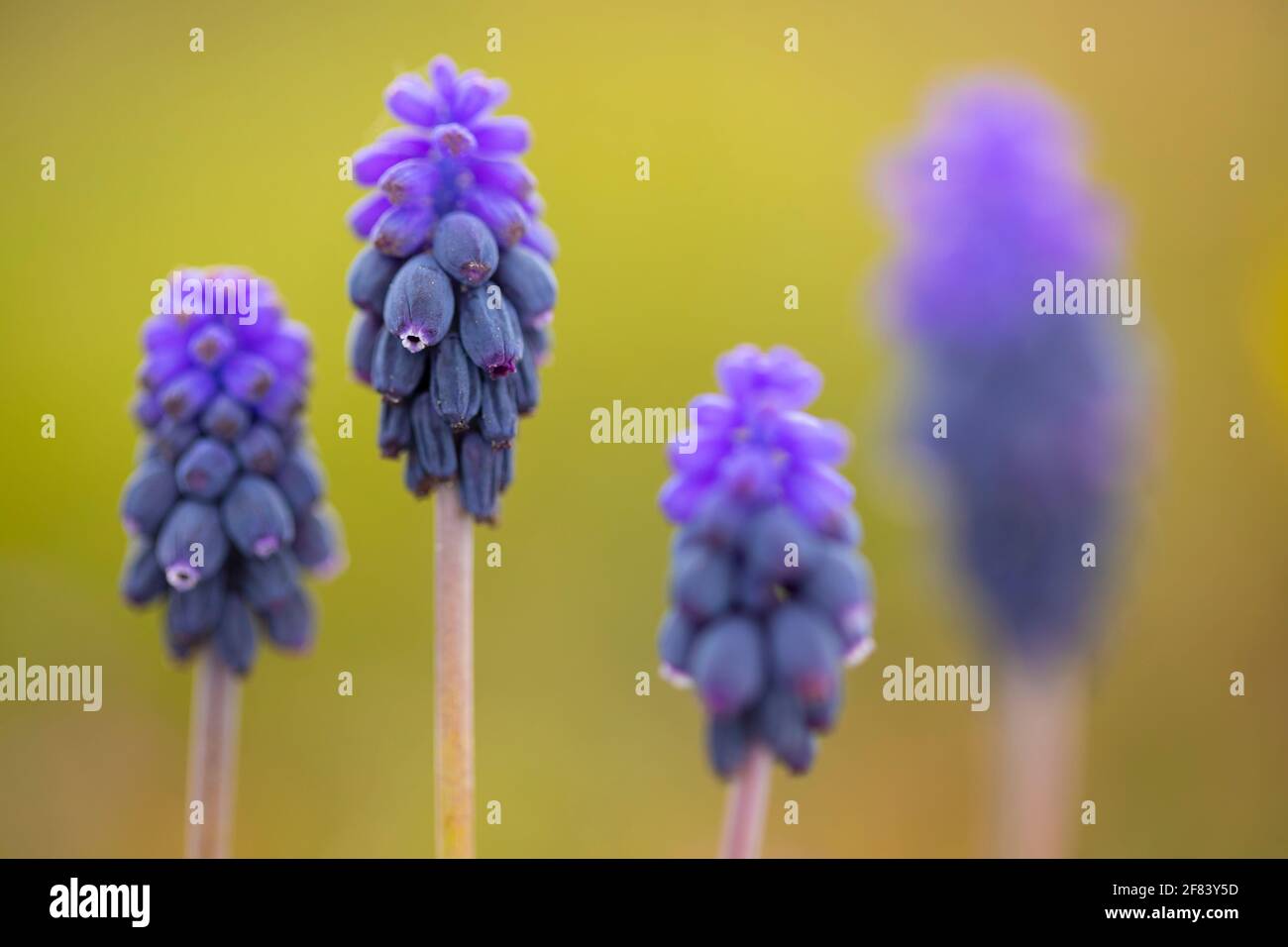 Two (2) pairs (4, four) of common grape hyacinth or starch grape hyacinth (Muscari neglectum) Stock Photo