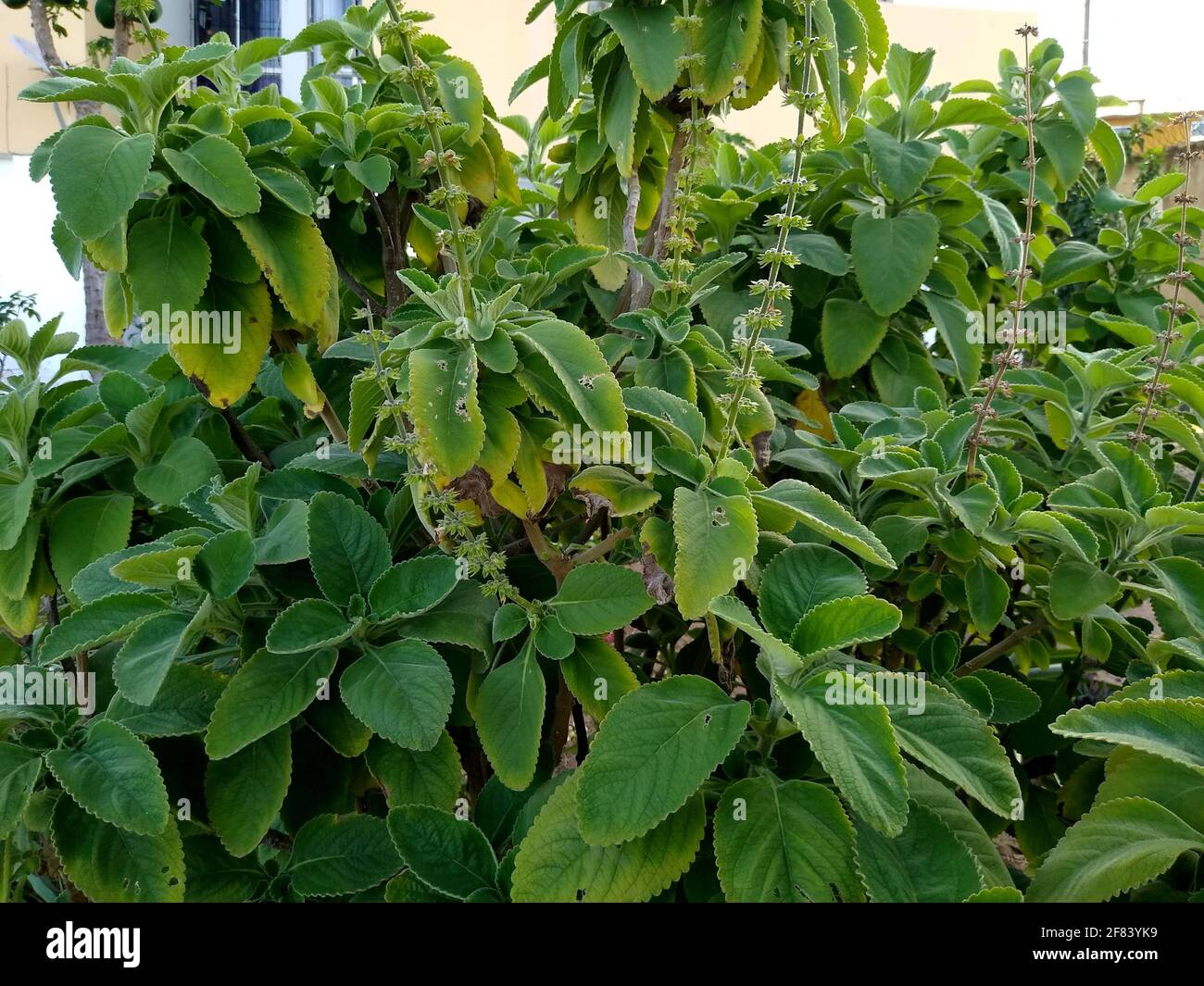 salvador, bahia, brazil - november 26, 2020: plectranthus barbatus plant, known by the taxonomic synonym or garden boldo, seen in the city of Salvador Stock Photo